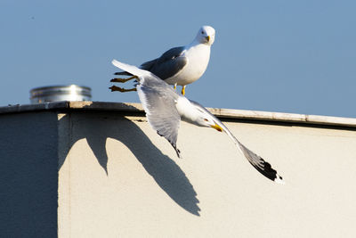 Seagull flying