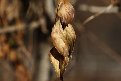 Close-up of leaves