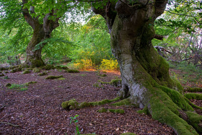 Trees growing in forest