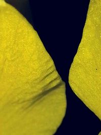 Close-up of yellow flower