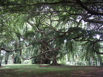 Trees in park