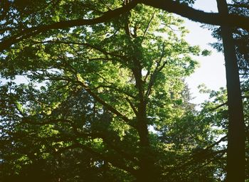 Low angle view of trees