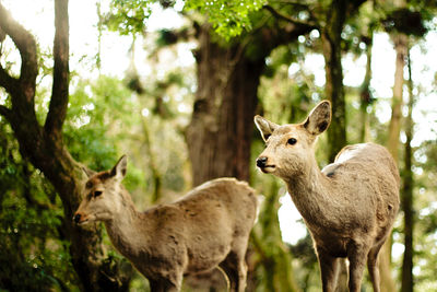 Deer couple in a forest