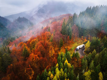 High angle view of trees in forest during autumn