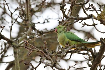 Low angle view of bird perching on branch