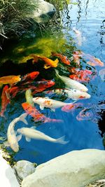 High angle view of koi carps swimming in pond