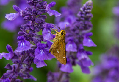 Close-up of butterfly pollinating on purple flower