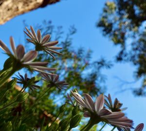 Low angle view of flowering plant against blue sky