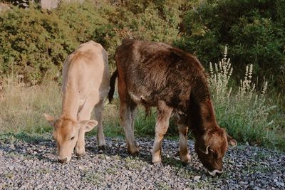 Horses grazing in a field