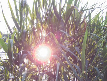 Close-up of fresh plants against sky