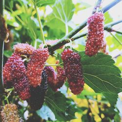 Close-up of strawberries growing on tree