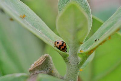 Close-up of ladybug on plant