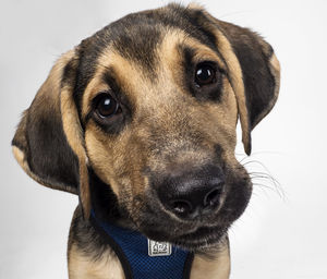 Close-up portrait of dog against white background