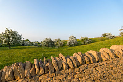 Plants growing on field against clear sky