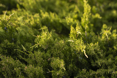 Close-up of plants growing on field