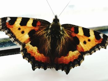 Close-up of butterfly