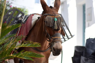 Close-up of a horse