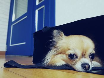 Close-up portrait of dog at home