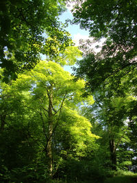 Low angle view of trees in forest