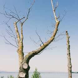 Bare trees against clear sky