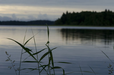 Close-up of plants in lake against sky