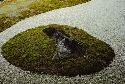 High angle view of lizard on rock