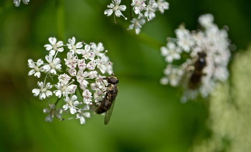 Close-up of bee on white flower