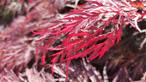 Close-up of red leaves