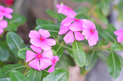 Close-up of pink flowering plant