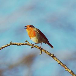 Close-up of bird perching on branch against sky