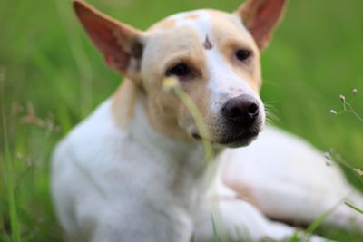 Close-up of dog