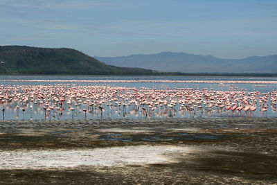 Flock of birds in lake