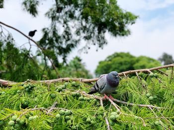 Close-up of bird perching on a tree