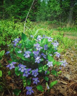 Close-up of wildflowers growing on tree