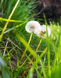 Close-up of dandelion on field