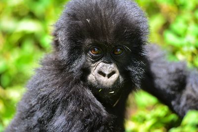 Mountain gorilla baby in rwanda volcanic mountains