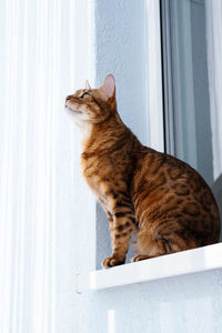 Ginger cat sitting on windowsill in the morning. pet relaxing, enjoying sun light.