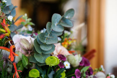 Close-up of potted plant