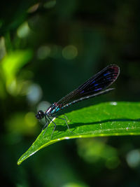 Close-up of damselfly on plant