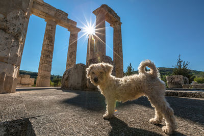 Close-up of dog standing against sky