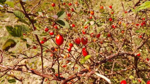 Red berries growing on tree