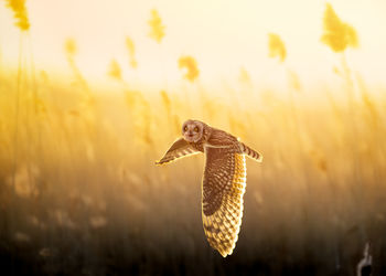 Short-eared owl flying over field