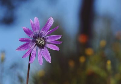 Close-up of pink flower