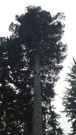 Low angle view of trees against sky