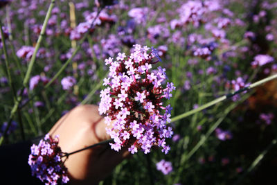 Close-up of purple flowers