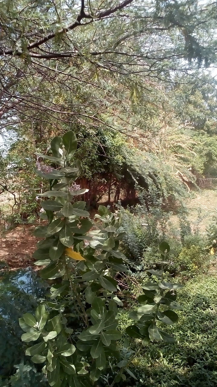 SCENIC VIEW OF FLOWERING TREES IN FOREST