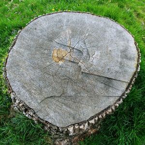 High angle view of tree stump in forest