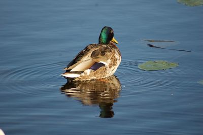 Duck swimming on lake