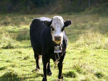 Portrait of cow standing on field