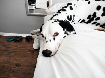Portrait of dalmatian dog lying on bed